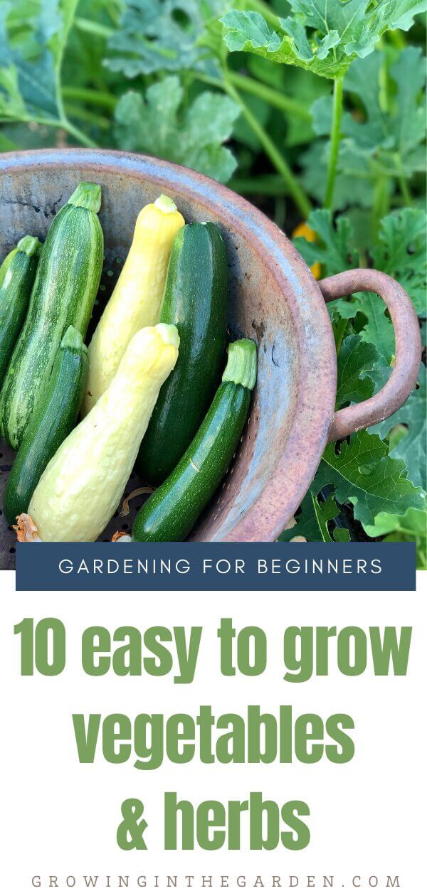 10 easy to grow vegetables and herbs