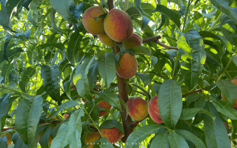 Learn which types of fruit trees grow well in your zone and add them to your garden. Learn how many chill hours your area receives and pick fruit trees that require that number (or less). For example, where I live, citrus grows well and thrives in our native soil, as do varieties of peaches, figs, and pomegranates.  