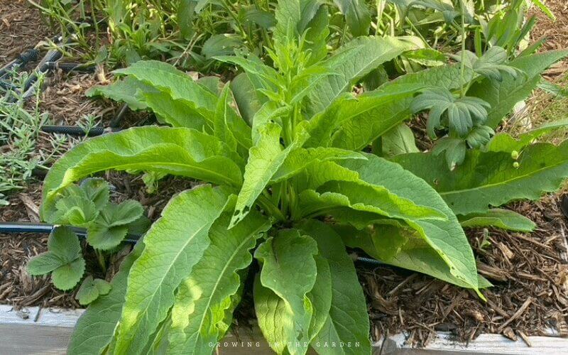 Grow comfrey. Comfrey leaves are high in nitrogen, phosphorus, potassium, and many trace elements. Comfrey leaves decompose into a liquid rather quickly and make an excellent liquid fertilizer.