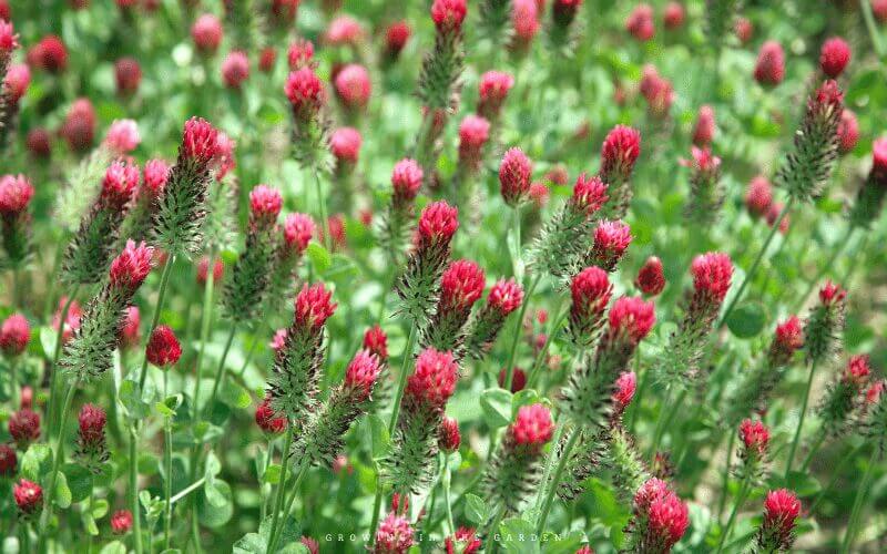 Gow cover crops. Some cover crops can help increase the nitrogen in the soil or be used as green manure.