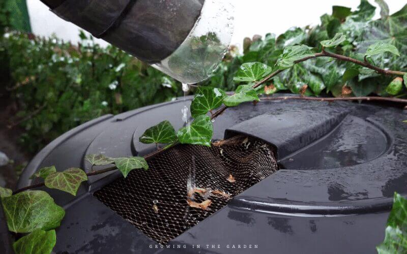 Collecting and saving rainwater for use in the garden makes sense and was a common practice by our ancestors. 