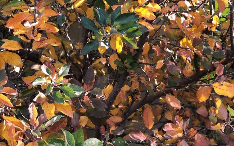 Fruit trees not only provide an abundance of fruit, but many are deciduous, and their leaves are valuable additions to the soil and compost pile.