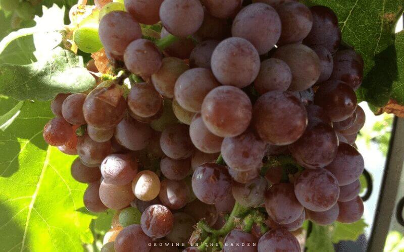 Don’t forget other fruits like blackberries, raspberries, grapes, goji berries, etc. Learn what grows well in your area and plant it! 