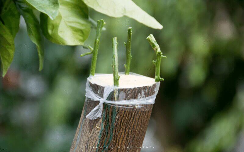 Adding perennials can be a substantial investment, but there is another way to add perennials. Learn how to propagate and multiply your existing plants (or others’ plants). There are many methods: 