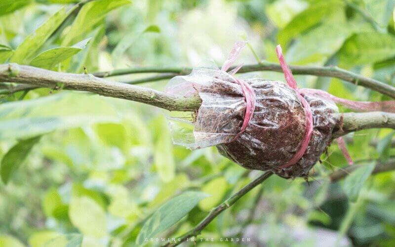 Adding perennials can be a substantial investment, but there is another way to add perennials. Learn how to propagate and multiply your existing plants (or others’ plants). There are many methods: 