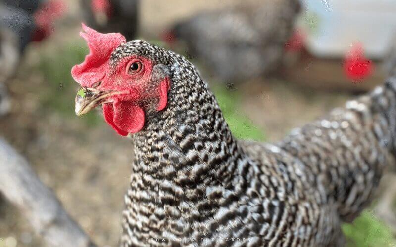 Chickens or other livestock produce waste high in nitrogen that can be added to compost and then fed to your plants.