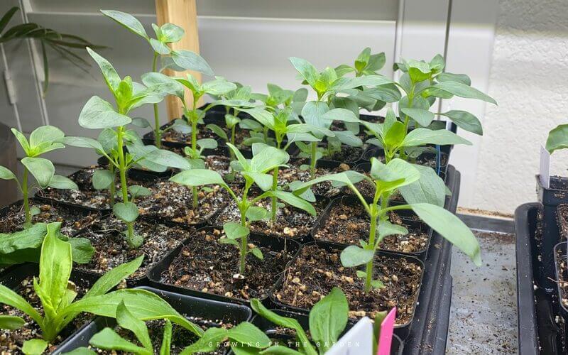 Learning how to grow crops from seeds successfully is a valuable skill. It can require practice and the right equipment if growing indoors. However, the initial outlay in time and money will be well-paid over and over in the number of transplants you don’t have to purchase from the garden center. 