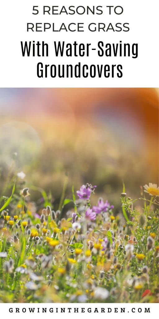 5 Reasons to Replace Grass With Water-Saving Groundcovers