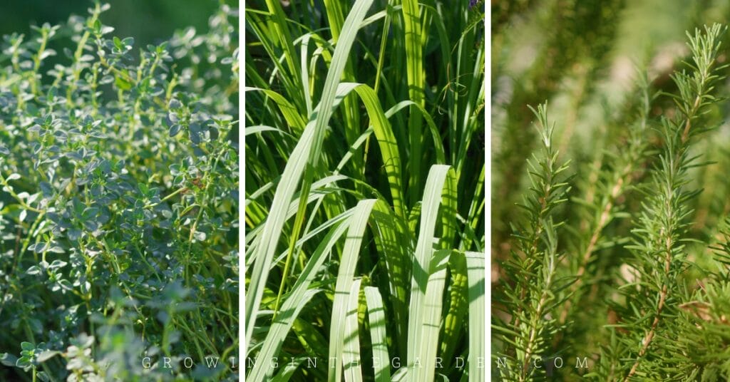 10 Perennial Herbs For Hot Climates