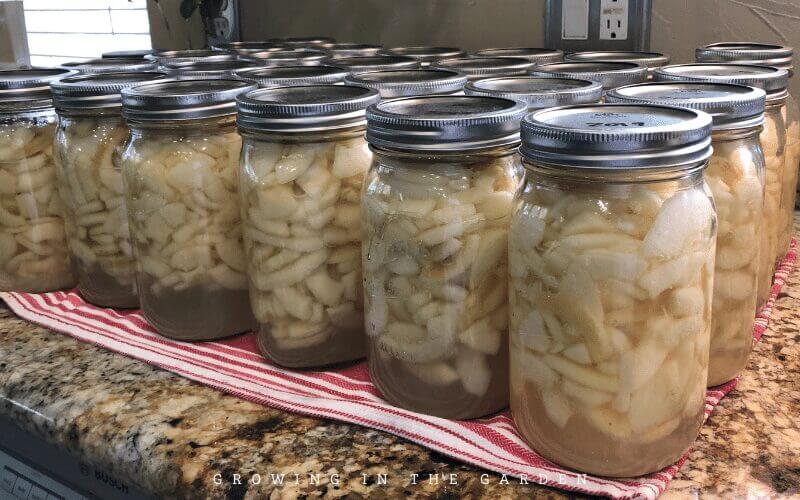 Food security and self-sufficiency - canned apples harvested from the garden