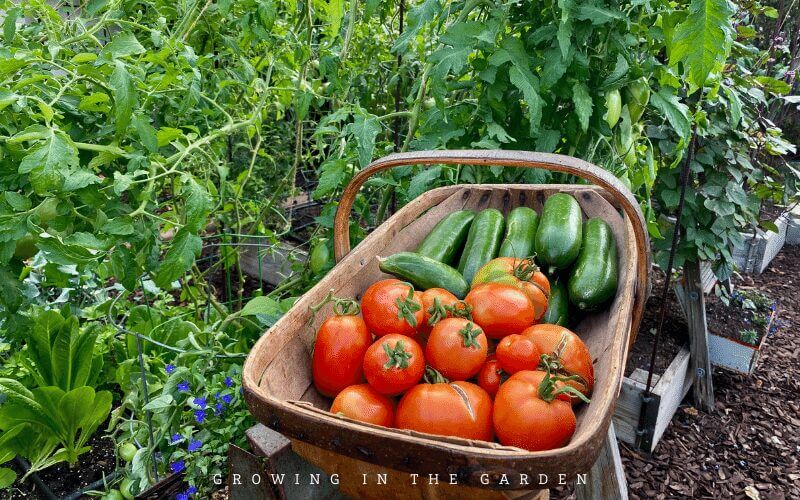 10 Reasons to Start a Garden - 1. Easier access to organic food with no pesticides