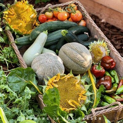 Harvest basket full of fresh fruits and vegetables from the garden