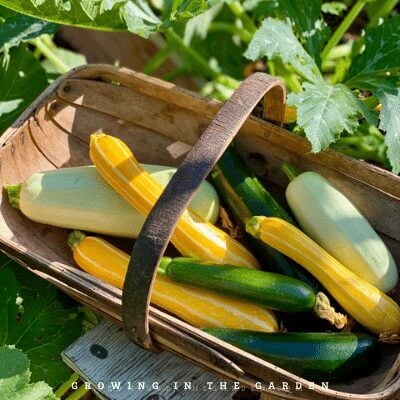 Basket of summer squash in the garden 