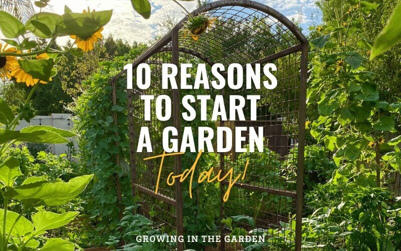 10 Reasons to Start a Garden Today