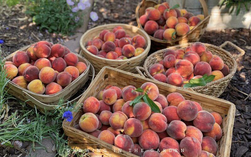 Peaches harvested at the peak of flavor
