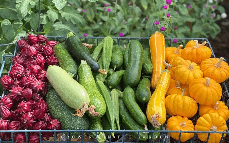 10 Reasons to Start a Garden