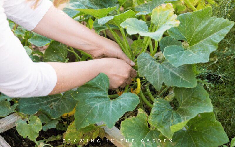 10 Reasons to Start a Garden: Improved mental health