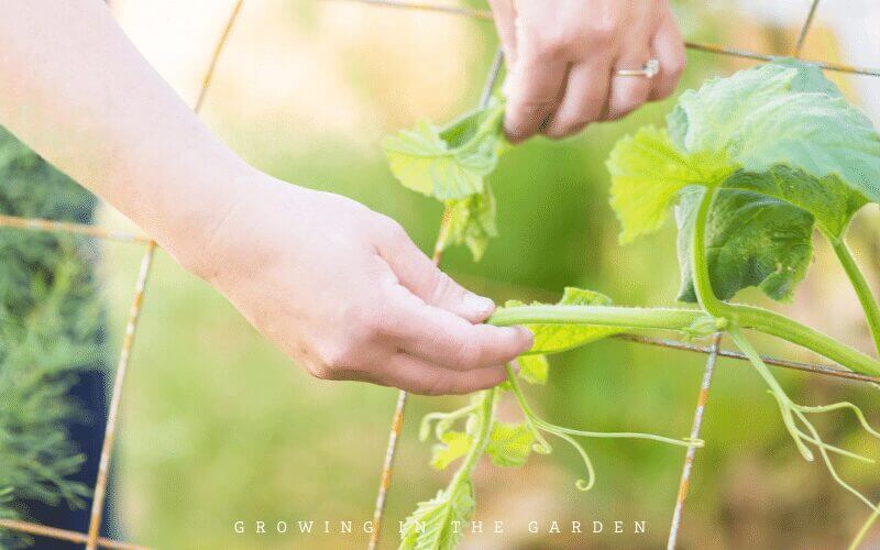 10 Reasons to Start a Garden: Learn a new skill and then teach others