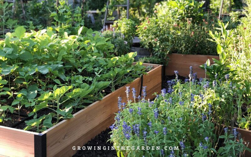 Raised Bed Garden design tips: How to design a raised bed garden #raisedbeds #gardendesign
