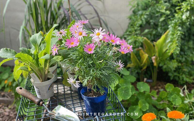 Raised Bed Garden design tips: How to design a raised bed garden #raisedbeds #gardendesign