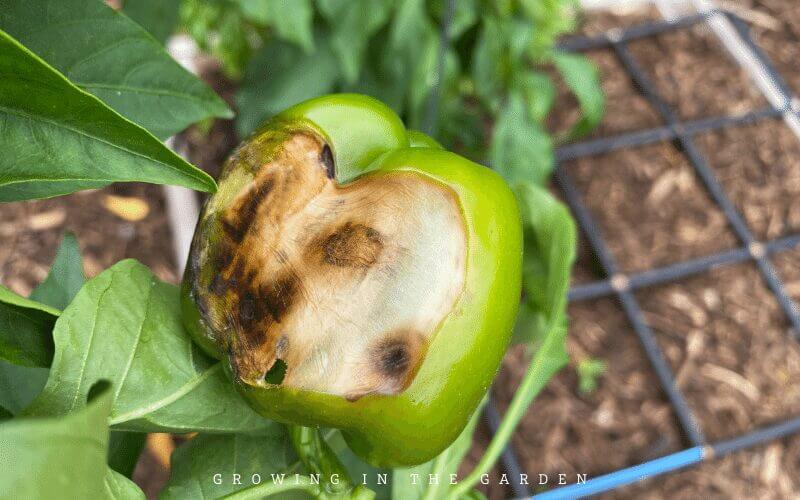 Adjust Expectations for Summer Gardening in Arizona