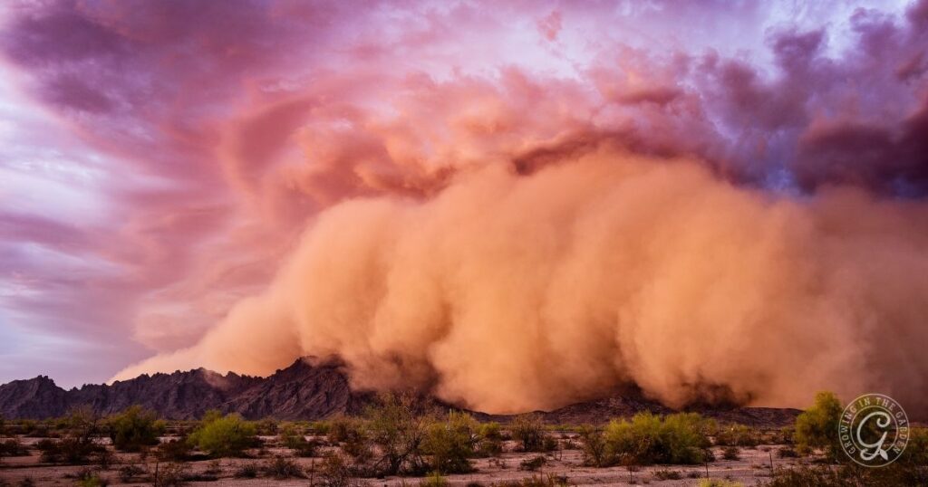 A massive dust storm rolls over desert hills under a dramatic, colorful sky at sunset, as if even the toughest garden must weather natures fury to survive summer.
