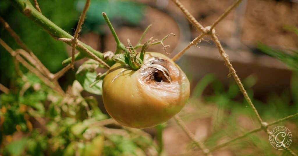 A green tomato on the vine with a large brown, rotten spot on its top side shows how tough it can be for garden plants to survive summer.