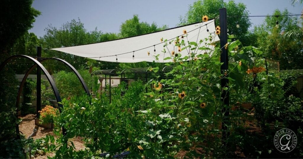 A lush garden with sunflowers, green plants, and a white shade sail overhead on a sunny day helps the garden survive summer’s heat.