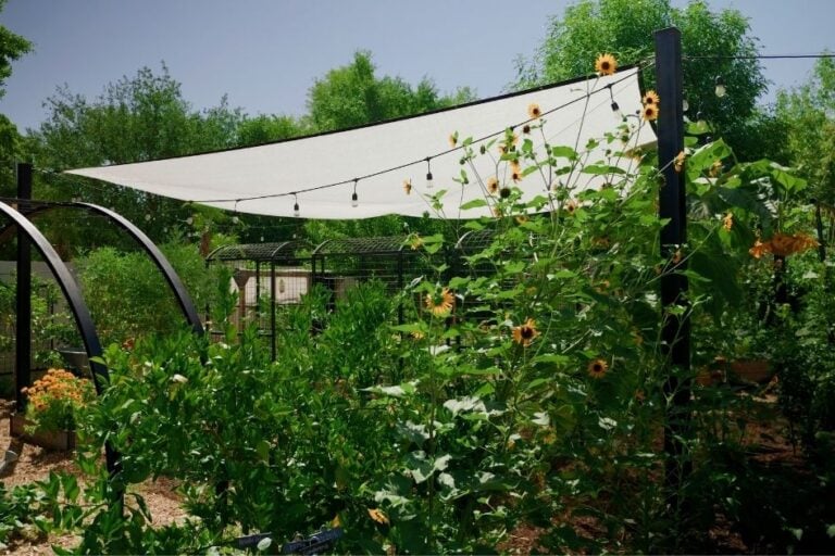 10 Ways to Help Your Garden Survive Summer featured image