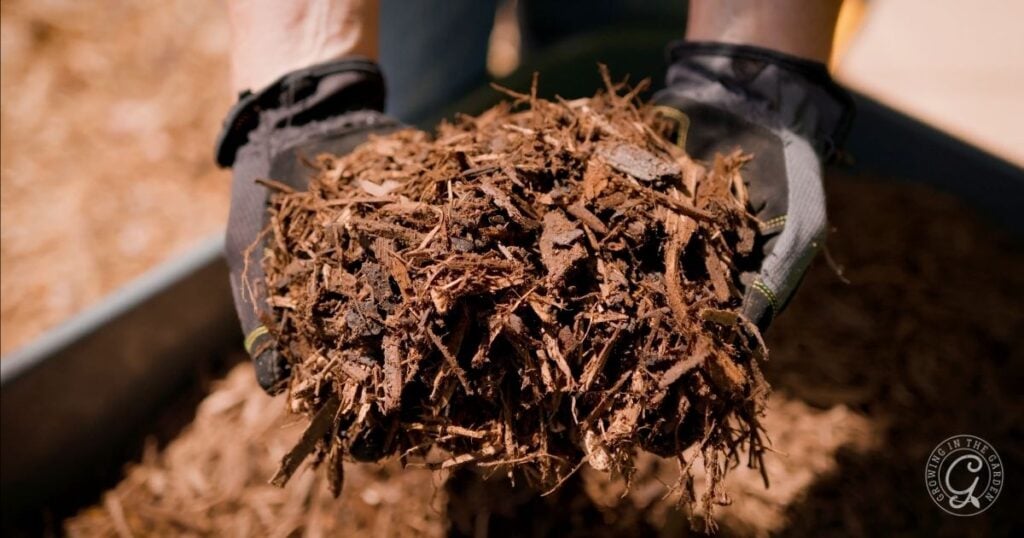 Gloved hands holding a pile of brown mulch above a container, preparing to help the garden survive summer.
