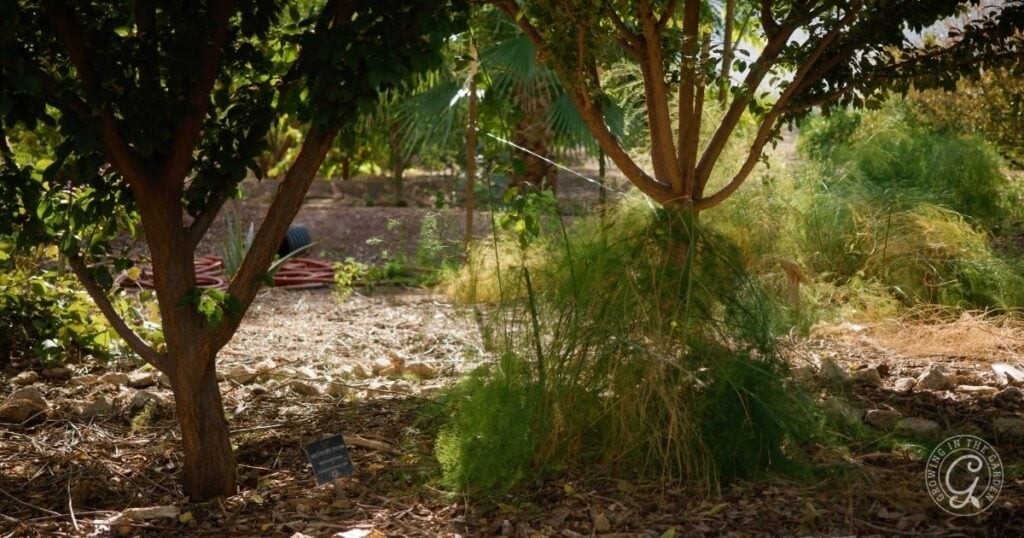 Sunlight filters through trees in a garden, with green foliage and a small plant marker on the ground—showing how plants in this garden survive summer’s heat.