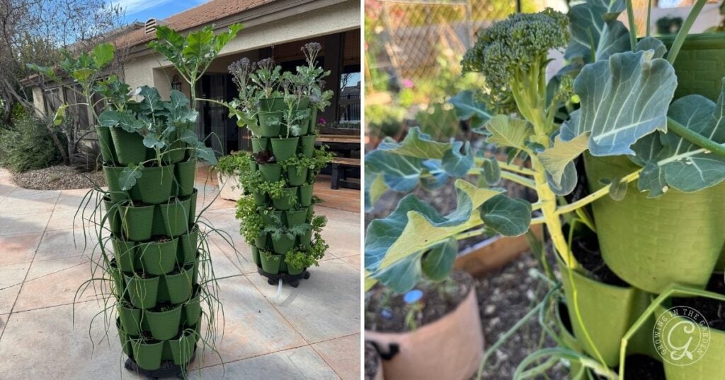 Two tall green vertical garden planters filled with vegetables like broccoli and herbs stand on a sunny patio near a house—perfect for those seeking greenstalk gardening tips or advice on how to grow in a greenstalk.
