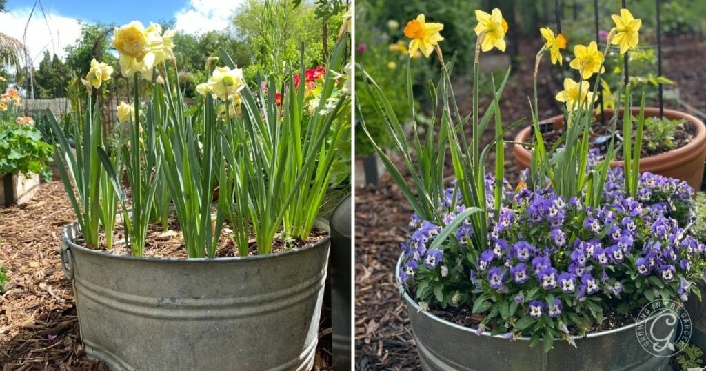 Two metal tubs with blooming daffodils, one also adorned with small purple flowers at the base—an inspiring example of how to grow bulbs in containers for a vibrant spring display.
