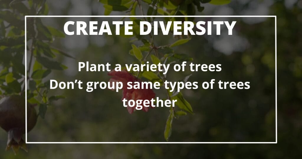 10 Practical Tips for Creating a Permaculture Food Forest