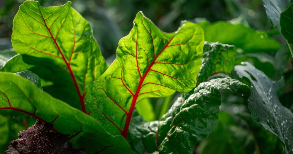 How To Grow Swiss Chard