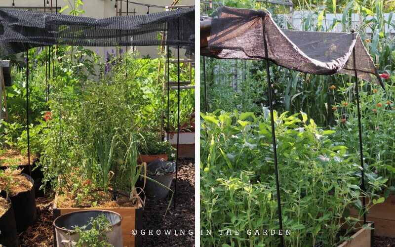 Here are some pictures I took from my previous gardens or other gardens that have added shade. You may get some ideas or inspiration to implement in your own garden.