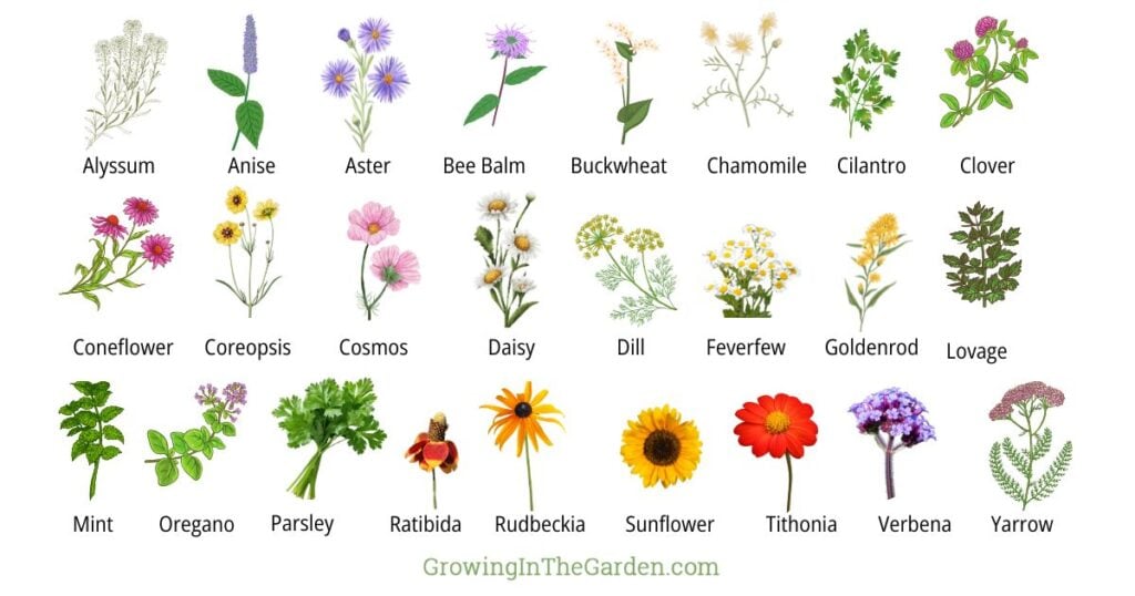 A chart showing illustrations of 24 different flowering herbs and plants, each labeled with its name—ideal to help you create an insectary border or choose the perfect plant for pollinators, including Alyssum, Anise, Bee Balm, Clover, and more.