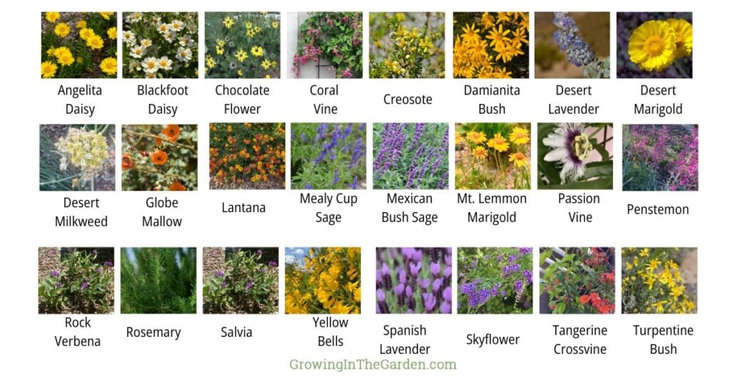 A grid of 24 labeled photos shows various flowering plants, including daisies, vines, sages, and more—ideal to plant for pollinators or to create an insectary border in your garden.