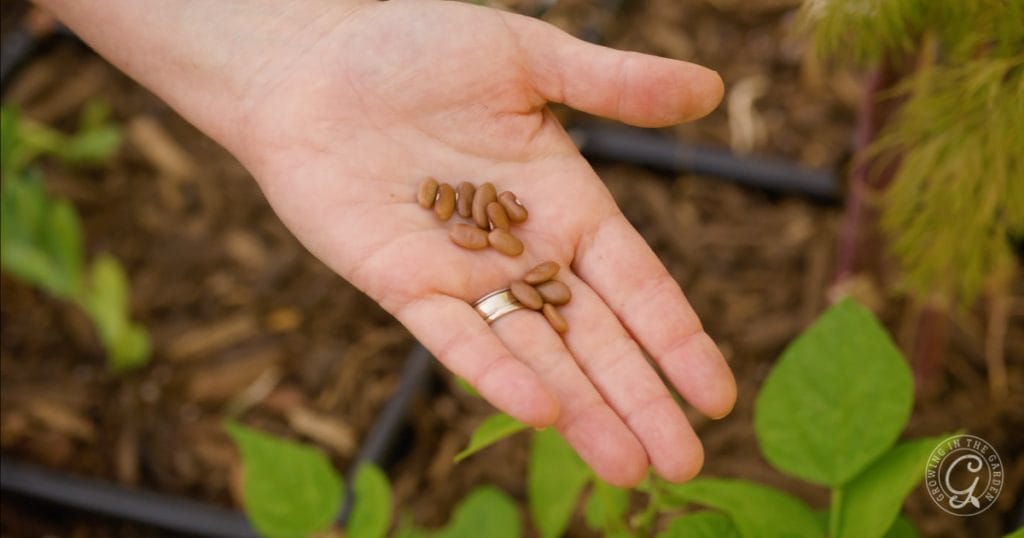 Growing plants from seeds is cheaper than buying seedlings or mature plants