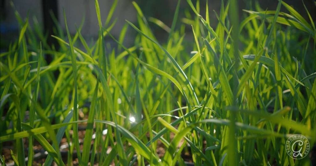 Top Winter Crops for Hot Climates: What to Grow and When