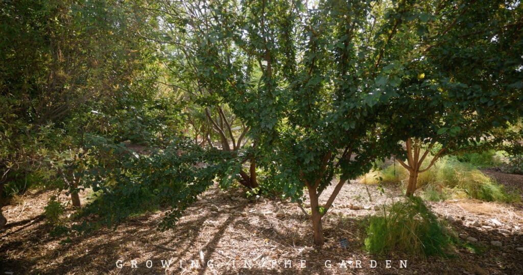 Transform your backyard into a permaculture food forest. Get started with these expert tips for a productive and thriving food forest.