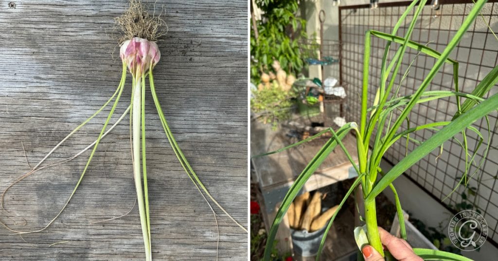 Witches Broom Garlic: What's Wrong with My Garlic?