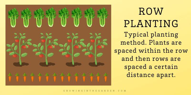 ROw Planting Typical planting method. Plants are spaced within the row and then rows are spaced a certain distance apart.