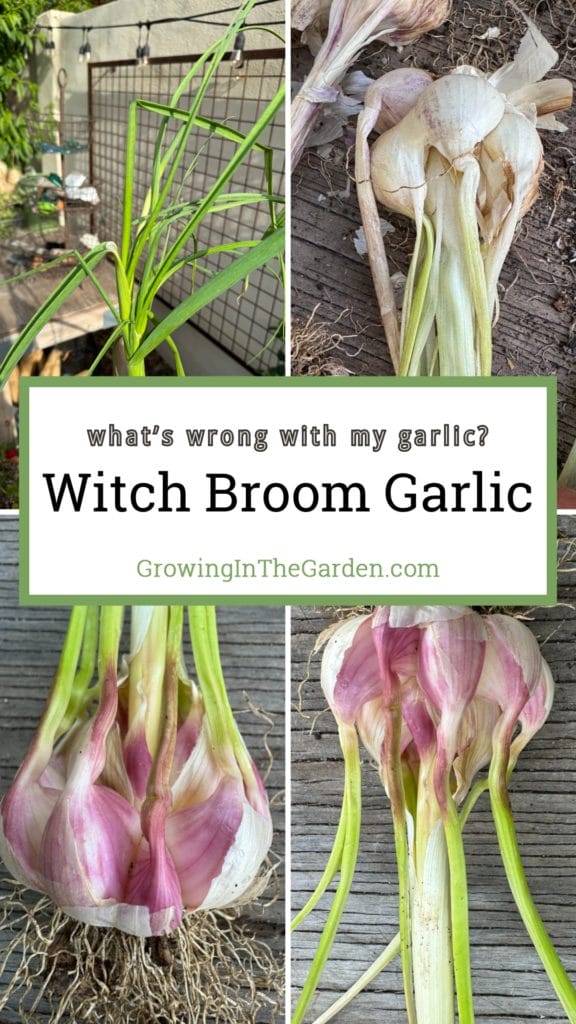 Witches Broom Garlic: What's Wrong with My Garlic?