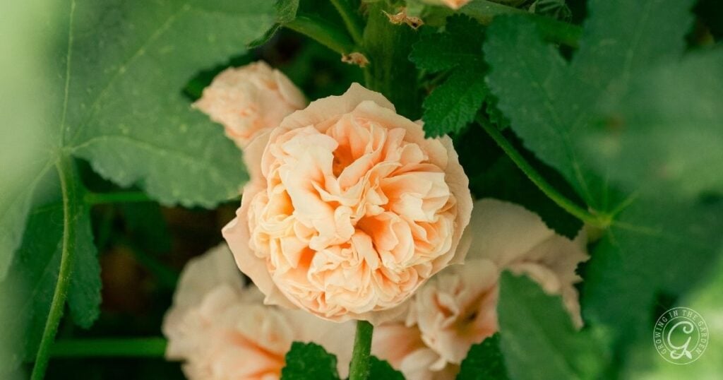 A close-up of a ruffled, pale peach-colored hollyhock surrounded by green leaves in an Arizona garden in May, with a soft focus on the background blooms.