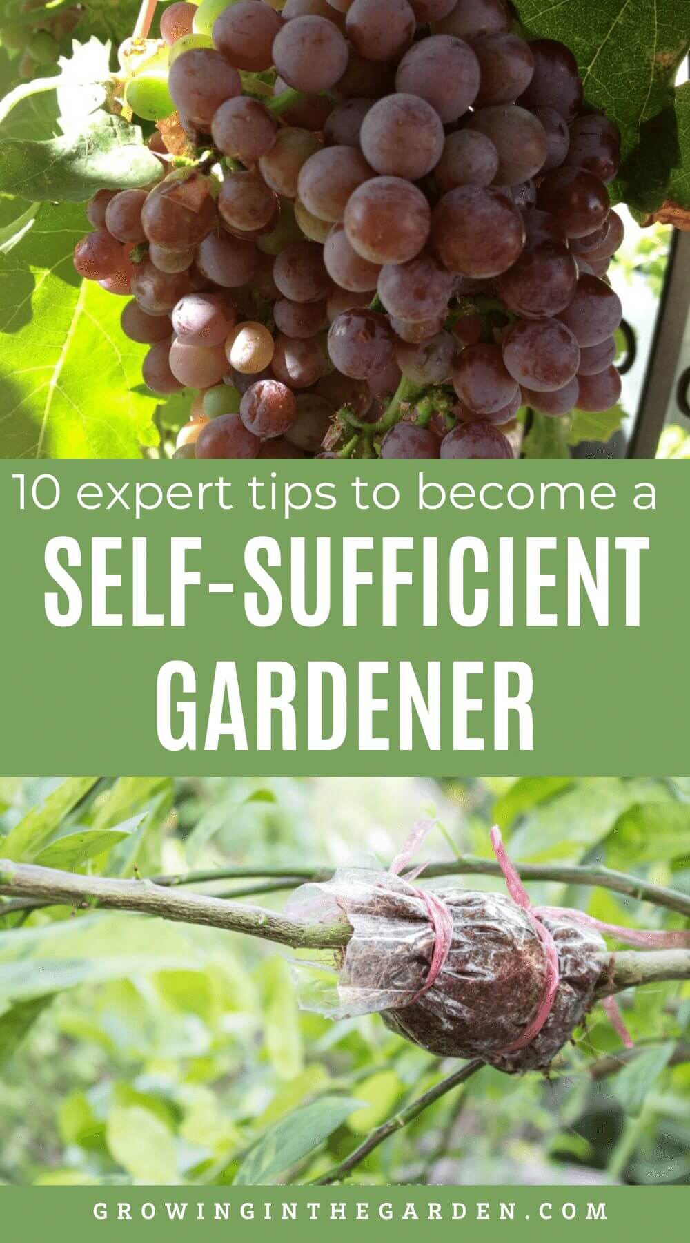 If this post about self-sufficient gardening was helpful, please share it: 