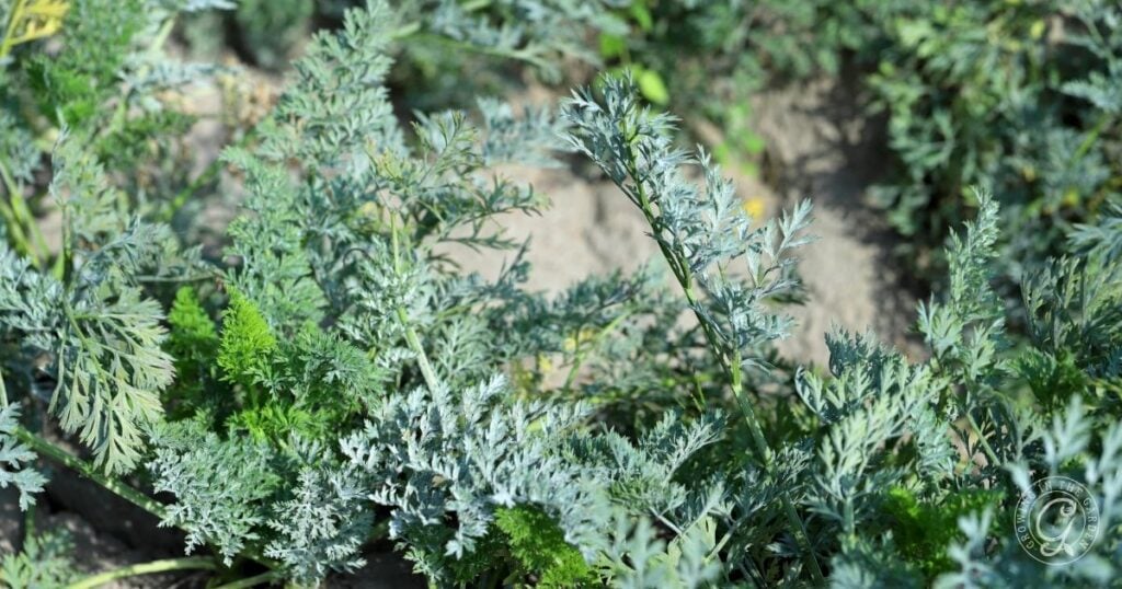 Close-up of green, feathery, fern-like leaves of the Artemisia absinthium (wormwood) plant growing outdoors in soil, a companion often used to help prevent powdery mildew on carrots.