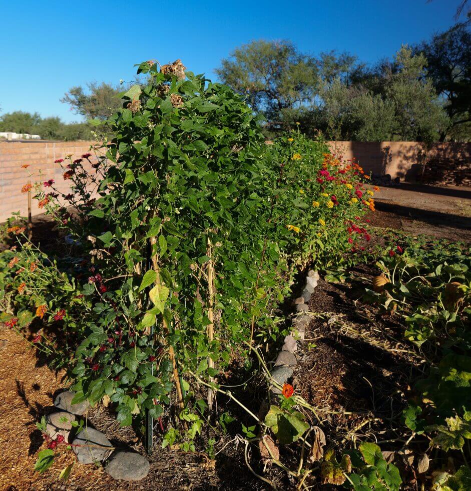 Sunken Garden Beds: Water-Wise Gardening in the Desert - Adding More Sunken Beds: Long Basin Beds
