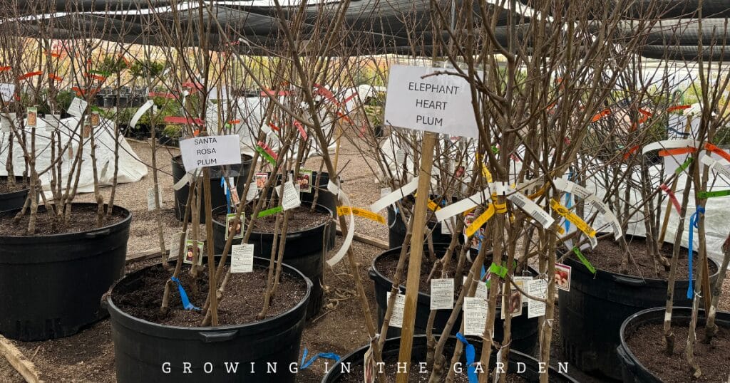 how to plant bare root fruit trees
