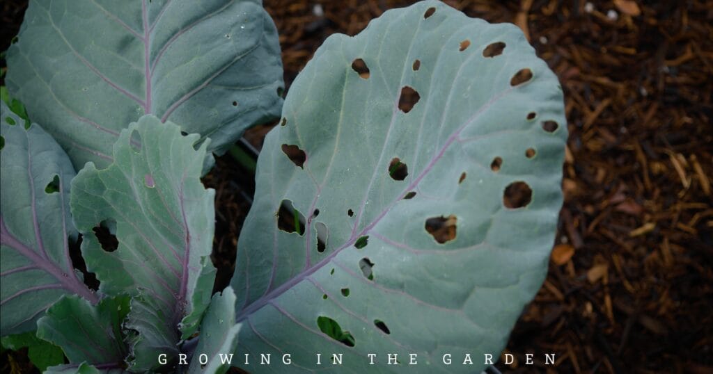 10 New Gardener Mistakes: What To Do Instead